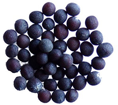 Moutarde Brune - 3 grammes - Brassica Juncea (Engrais Vert) SEM05