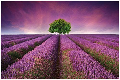 Wallario Glasbild Lila Blumenfeld - 60 x 90 cm Wandbilder Glas in Premium-Qualität: Brillante Farben, freischwebende Optik