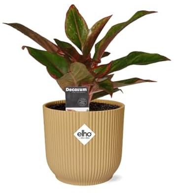 Kolbenfaden - Aglaonema Kreta - Zimmerpflanze + Topf Vibes Fold 14cm Gelb