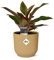 Kolbenfaden - Aglaonema Kreta - Zimmerpflanze + Topf Vibes Fold 14cm Gelb