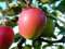 Retina®, schorfresistenter Sommerapfel, Buschbaum (kleinbleibend), 120-140cm, im Topf