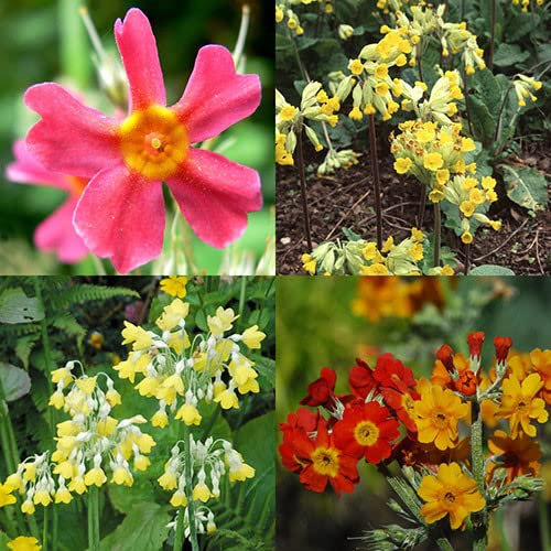 Plant World Seeds - Primula Species Mixed Seeds (Perennial Flower Seeds)