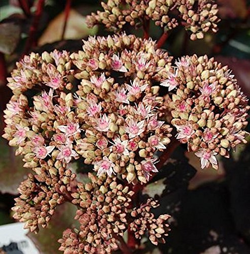 Große Fetthenne Matrona - Sedum maximum - lebende Gartenpflanze aus den Baumschulen