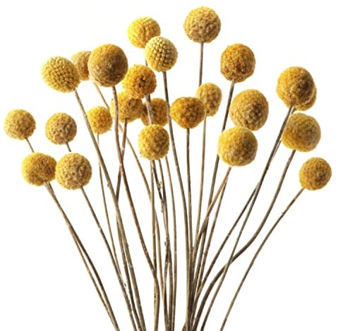 20Pezzi Bouquet di Fiori Secchi Naturali di Craspedia Fiori Secchi Naturali Fiori Billy Bottoni Bouquet Floreale per Decorare la Casa Feste Matrimoni Negozi Feste Fotografie Decorazioni(Oro)