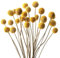 20Pezzi Bouquet di Fiori Secchi Naturali di Craspedia Fiori Secchi Naturali Fiori Billy Bottoni Bouquet Floreale per Decorare la Casa Feste Matrimoni Negozi Feste Fotografie Decorazioni（Oro）