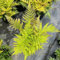 25 pcs Rotschleierfarn samen farn zimmerpflanze, Dryopteris erythrosora, luftreinigende zimmerpflanzen bonsai samen, bodendecker pflanzen winterhart, pflanzen winterhart draußen