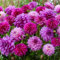 Dahlien knollen The Blues Brothers Kollektion (5 zwiebeln) große duftende Blumenzwiebeln aus Holland - exklusive Dalienknollen mischung mit Blumen für Garten und Töpfe (keine Samen, und winterhart)