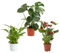 Verdecora Pack Plantas Ornamentales de Interior en mactea Ø13cm: Spathiphyllum, Anthurium Rojo y Monstera | Plantas Elegantes y Purificadoras | Ideal para Hogar u Oficina