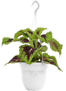 Plastard Blumentopf Hängeampel 24 cm Durchmesser Farbe Weiß, Kunststoff Hängetopf ohne Löcher für Innen und Außen, Deko Übertopf zum hängen, witterungsbeständiger Pflanzkübel