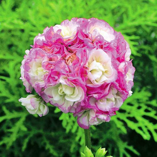 Generische frische 20 Stück Geranie Apfelblüte Blumensamen zum Pflanzen Lila