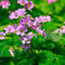 Oxalis Zwiebeln KräUterpflanzen Balkonblumen Blumenzwiebeln MehrjäHrig Winterhart Bodendecker Rosa Gartenblumen Winterharte KüBelpflanzen Blumen Gartendeko FüR DraußEn 10 Oxalis Triangularis