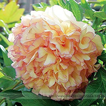 Vista ! Verkaufsförderung Sale! Seltene Dark Gold Light Red Kinkaku Baum Pfingstrose Blumensamen, Professionelle Packung, 5 Samen/Pack, Paeonia Suffruticosa