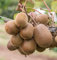 Goldkiwi, Actinidia, weibliche Kiwi-Sorte, 40-60cm im Topf