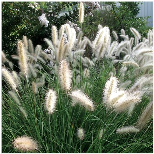 Stauden Gänge 5 x Pennisetum alopecuroides 'Cassian' Lampenputzergras | Mittelhohes Ziergras für Sonne, Blüte August bis Oktober, mehrjährig, 1 L Topf (11x11 cm)