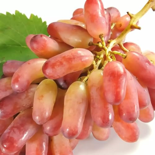 Tafeltraube Weintrauben Kernlos Winterhartes,Weinreben Winterhart,Lebende Pflanzen,Weinreben,Tafel-Trauben,Trauben Kernlos Pflanzen Winterhart Traubenwurzel Pflanze,-1 Weinreben pflanzen-E