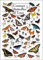 Earth Sky + Water - Schmetterlinge von Texas - Poster