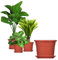 BigDean 3X Blumentopf Ø 25 cm Farbe Terrakotta & Untersetzer Kunststoff Pflanztopf Containertopf Übertopf Pflanzkübel rund 25 x 18 cm Blumentöpfe