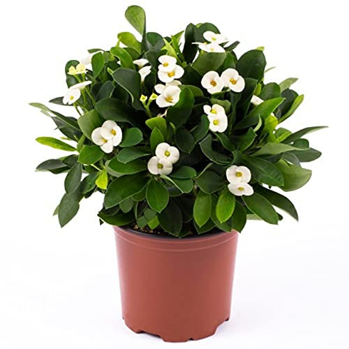 Corona de Cristo Color Blanco Cactus de Interior y Exterior Euphorbia Milii Espina de Cristo Flores Blancas