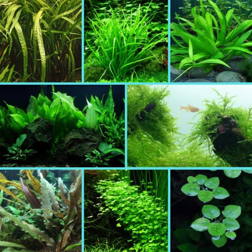 Starter Pack Aquarium Plant Live Aquatic Tropical Fish Java Moss Crypt Rotala (1 Potted Plant)
