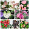 60 pcs Anthurium Samen, bonsai samen luftreinigende zimmerpflanzen Anthurium andraeanum, danke geschenk indoor garten gartensamen urban gardening zimmerbonsai bonsai pflanzensamen