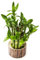 semillas de bambú de la suerte invernadero Cultivo hidropónico Serie de plantas raras plantas exóticas plantas de jardín decoración de balcones sala de estar Planta de interior 20pcs