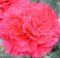 Ponak Neue frische 100 Stück rosa Caryophyllus-Blumensamen