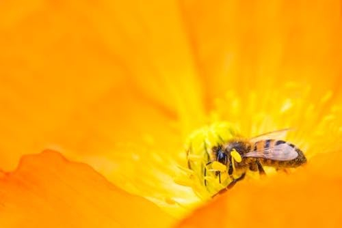 Bienen sammeln Pollen in Blütenstaubgefäßen – 6000-teiliges Holzpuzzle – EIN tolles Geschenk