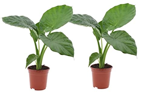 Plant in a Box - Alocasia macrorrhiza - Set de 2 - Oreja de elefante - Maceta 17cm - Altura 60-70cm - Planta de interior - plantas verdes