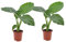 Plant in a Box - Alocasia macrorrhiza - 2er Set - Elefantenohr - Pfeilblatt - Zimmerpflanze - Grüne Zimmerpflanzen - Topf 17cm - Höhe 60-70cm
