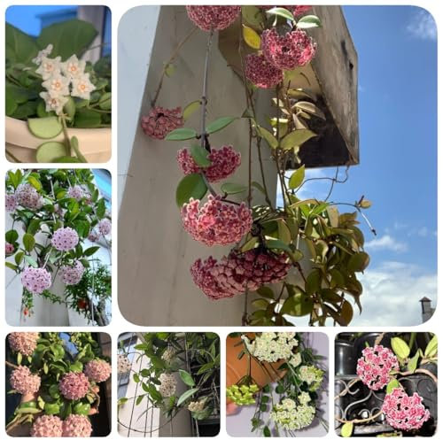 500 pcs Hoya Pflanze Samen, Balkongewächshäuser, Frühlingsblumen Hoya Carnosa Pflanze Kaufen winterharte blumen, garden stauden balkongarten, blumen deko wildblumenwiese, kletterpflanzen