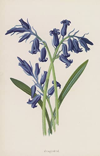XSBPDPII Berühmt Wandkunst Bilderdruck Leinwand Wandkunst Bilder Hyazinthe von frederick edward hulme Leinwandbilder für Flurdekoration 60x90cm