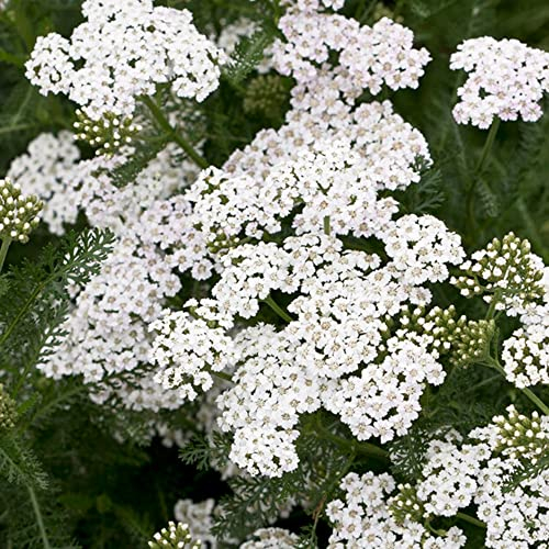 Achillea New Vintage White Schafgarbe Laubabwerfende mehrjährige Gartenfertige Pflanze im Topf