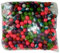 New Legion Mixed Paintballs 500 - Kaliber .50