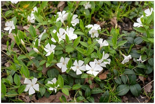 1 x Vinca minor 'Gertrude Jekyll‘ (Bodendecker/winterhart) Kleines Immergrün