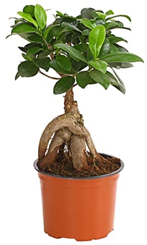 Dehner Chinesische Feige Ginseng, Ficus microcarpa, dicke Luftwurzeln, 30-40 cm, Ø Topf 12 cm, Bonsai