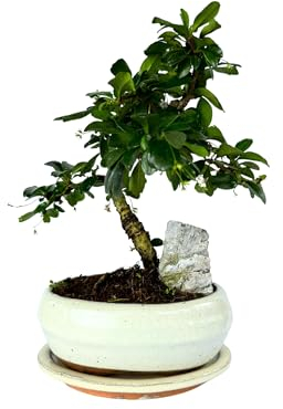 Bonsai mit Keramik Blumentopf und Felsen ca. 25-35cm hoch/Bonsai Geschenk/Anfänger (Fukien Teebaum Bonsai, 16 cm Schale ca. 7-8 Jahre)