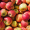 85 pcs samen für apfelbaum obstbäume deko pflanzen bio saatgut apfel äpfel - Malus pumila spalierobst plant dekopflanzen säulenobst dekoration wohnzimmer bonsai bäumchen
