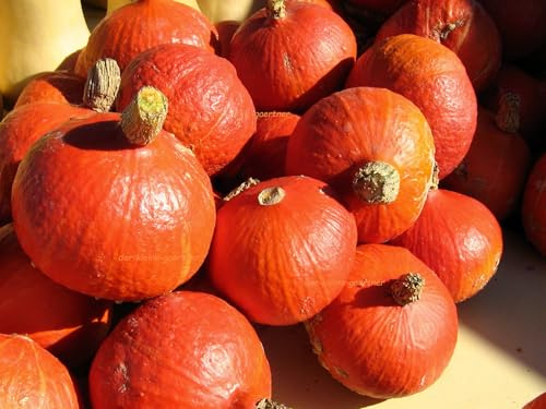 Hokkaido Kürbis Uchiki Kuri Speisekürbis lecker & gesund Gemüsesamen Kürbissamen 10 Samen von der-kleine-gaertner