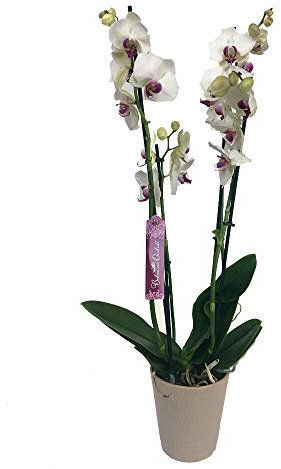 Garden Center Shop | Orquídea Phalaenopsis natural blanca y rosa 75 cm | 2‑3 tallos floridos | Floración duradera y cuidados fáciles