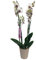 Garden Center Shop | Orquídea Phalaenopsis natural blanca y rosa 75 cm | 2‑3 tallos floridos | Floración duradera y cuidados fáciles