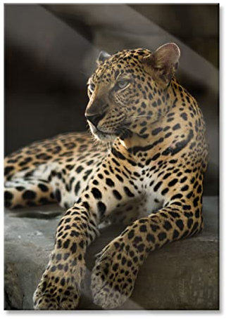 Pixxprint Glasbild, Wandbild aus Echtglas, Majestätischer Leopard, 40x60 cm, inkl. Aufhängung und Abstandshalter