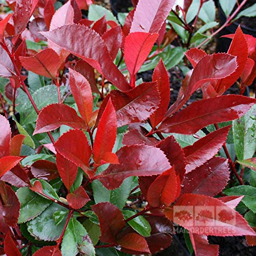 15 Semillas de Photinia Red Robin