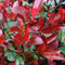 15 Semillas de Photinia Red Robin
