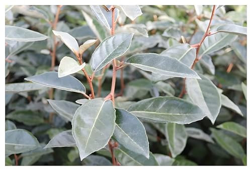 100 x Elaeagnus ebbingei (Gehölz/Heckenpflanze/Winterhart/Mehrjährig/Immergrün) Wintergrüne Ölweide - Dichte Hecken mit mediterranem Flair - sehr trockenresistent - von Stauden Gänge