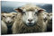 DARO Design - Wand-Bild auf 6mm HDF 70x50 cm Hochland-Schaf - Wand-Deko Bilder Geschenk