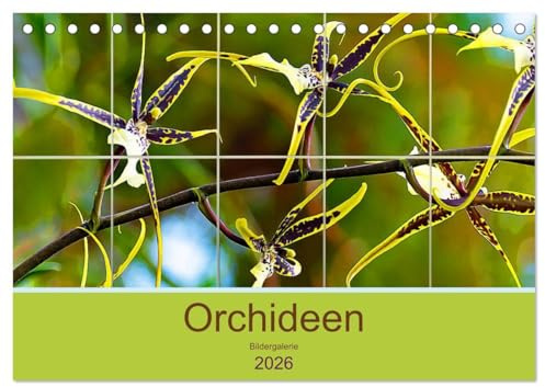 Orchideen Bildergalerie (Tischkalender 2026 DIN A5 quer), CALVENDO Monatskalender: Die natürliche Schönheit der edelsten Orchideen. (CALVENDO Natur)