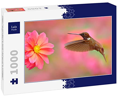 Lais Puzzle Oiseau à la Fleur Rose. Colibri Brown Inca, Coeligena wilsoni, Volant à côté d'une Belle Fleur Rose, Colombie 1000 pièces
