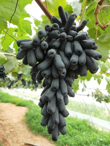 Natürlich, Weinreben winterhart,Tafel-Trauben,Vielfalt,Winterhartes,Vitis vinifera,Traubenwurzel Pflanze,Tafeltraube Weintrauben kernlos, Lebende Pflanzen,Weinreben-4 Weinreben pflanzen-E