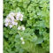 Majorankraut (Origanum Majorana), Herba Majoranae/geknoteter Majoran/Majorana/Mayonara, 100 Samen zum Pflanzen, gentechnikfrei, Erbstück, offen bestäubt, zartes, mehrjähriges, süßes Gewürz