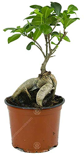 Ficus Ginseng Bonsai Tree Live Indoor Decorative Indoor Houseplant in 12cm Pot